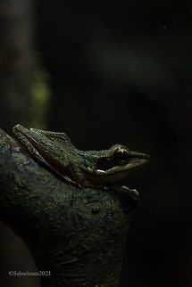 WHITE -LIPPED FROG (Chalcorana raniceps) Borneo endemic and common. AMPHIBIANS AND REPTILES OF BAKO,Copper-cheeked Frog,Geotagged,Hylarana raniceps,Malaysia