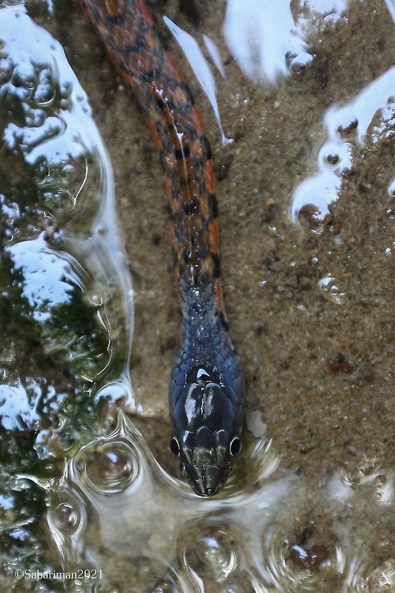 TRIANGLE KEELBACK WATER SNAKE Xenochrophis triangulerus Most common water snake of Bako national park. AMPHIBIANS AND REPTILES OF BAKO,Geotagged,Malaysia,Triangle Keelback,Xenochrophis trianguligerus
