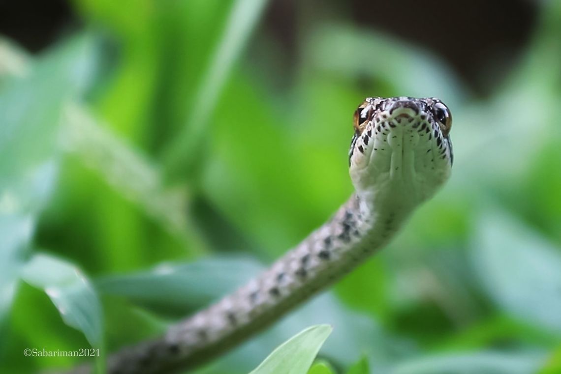 KEEL BELLIED - WHIP SNAKE Dryophiops rubescens (Gray, 1835) Bako's most unique species . Mostly arboreal and feed mainly on small lizard and geckos.  AMPHIBIANS AND REPTILES OF BAKO,BAKO NATIONAL PARK,BORNEO,Dryophiops rubescens,Geotagged,MALAYSIA,Malaysia,SNAKES OF BORNEO