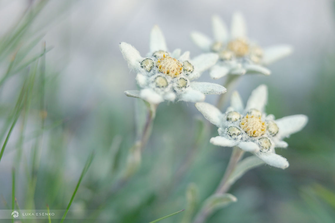 Edelweiss Trio This edelweiss trio was photographed at Snežnik mountain in Slovenia. Summer time, a botanical paradise. Edelweiss,Geotagged,Leontopodium alpinum,Slovenia