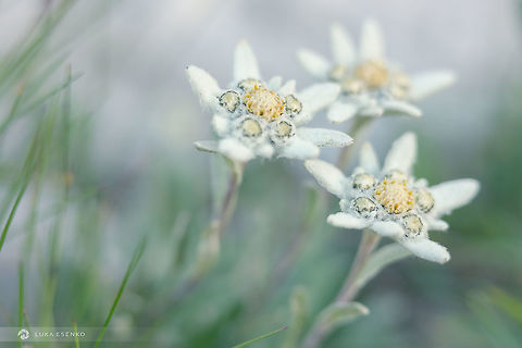 Edelweiss Trio This edelweiss trio was photographed at Snežnik mountain in Slovenia. Summer time, a botanical paradise. Edelweiss,Geotagged,Leontopodium alpinum,Slovenia