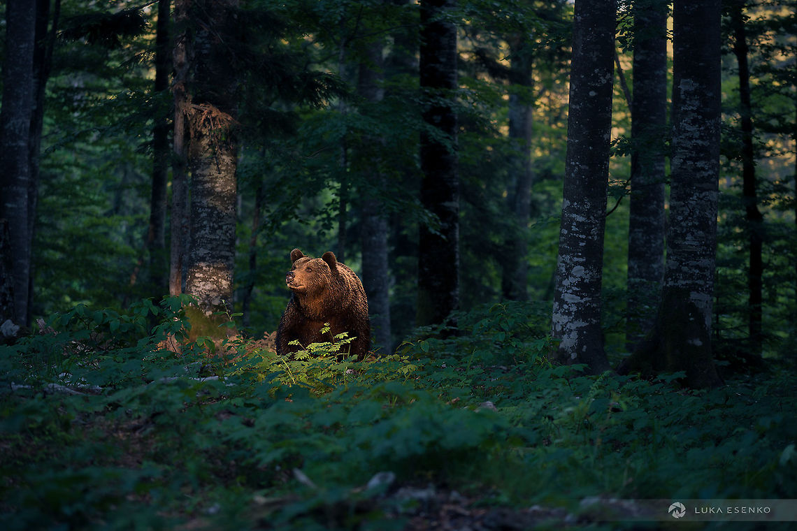 King of the forest This alpha brown bear male was photographed in Slovenia. There are more than thousand bears in this tiny country which is well above average number considering their large territories. I was in a photo hide, safe of course :) Eurasian brown bear,Geotagged,Grizzly bears,Slovenia,Ursus arctos,Ursus arctos arctos,brown
