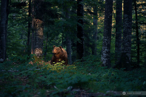 King of the forest This alpha brown bear male was photographed in Slovenia. There are more than thousand bears in this tiny country which is well above average number considering their large territories. I was in a photo hide, safe of course :) Eurasian brown bear,Geotagged,Grizzly bears,Slovenia,Ursus arctos,Ursus arctos arctos,brown