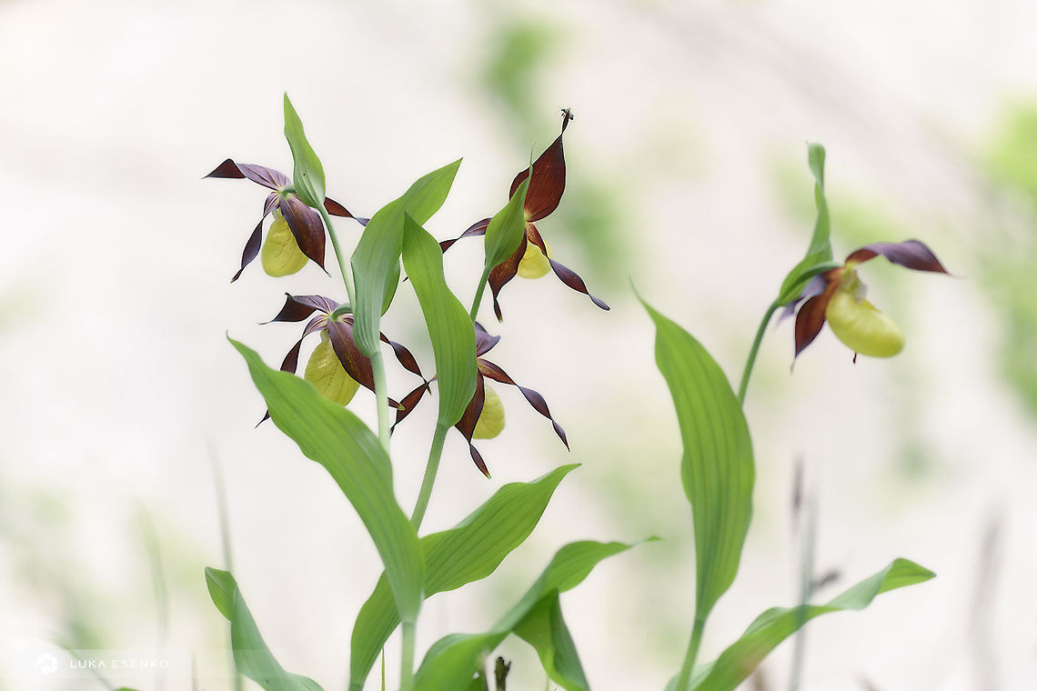 Lady's Slipper Orchid A beautiful cluster of this wild orchids. I found them in Slovenian Alps, Triglav national park. Cypripedium calceolus