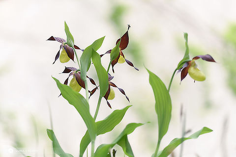 Lady's Slipper Orchid A beautiful cluster of this wild orchids. I found them in Slovenian Alps, Triglav national park. Cypripedium calceolus