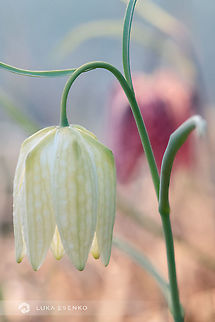 Standing out... A rare white fritillary. This is the first specimen I found in this colour - you can see the usual variant in the background. Fritillaria meleagris,Snakes Head Fritillary