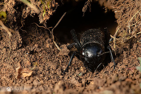 Field Cricket in his home I photographed this in my parent' garden. Nothing more beautiful than their sounds on summer evenings! Gryllus campestris