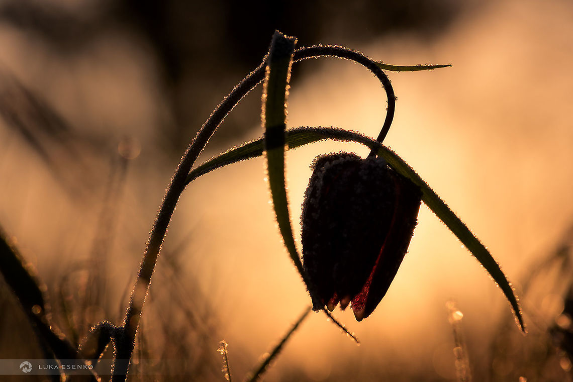 Cold morning I captured this beauty on a meadow, 100m away from my house.  Fritillaria meleagris,Snakes Head Fritillary