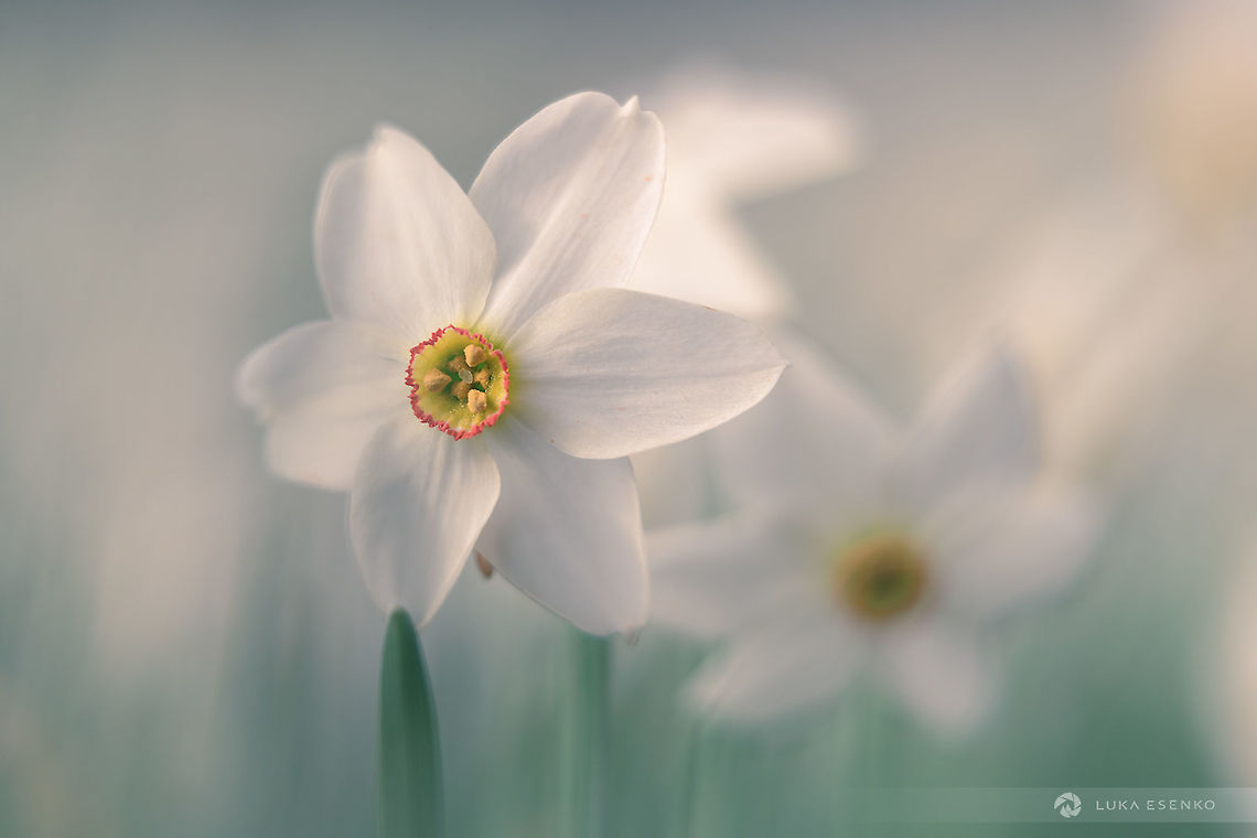Wild daffodils in bloom Photographed in Slovenian Alps, close to Austrian border. The altitude was about 1500m Narcissus poeticus,Poets Daffodil