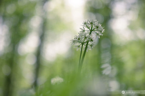 Standing proud A cluster of wild garlic blossoms is standing out from the rest. May is the best month to photograph forest in Slovenia - wild garlic forms white carpets and smells amazingly. Allium ursinum,Ramsons