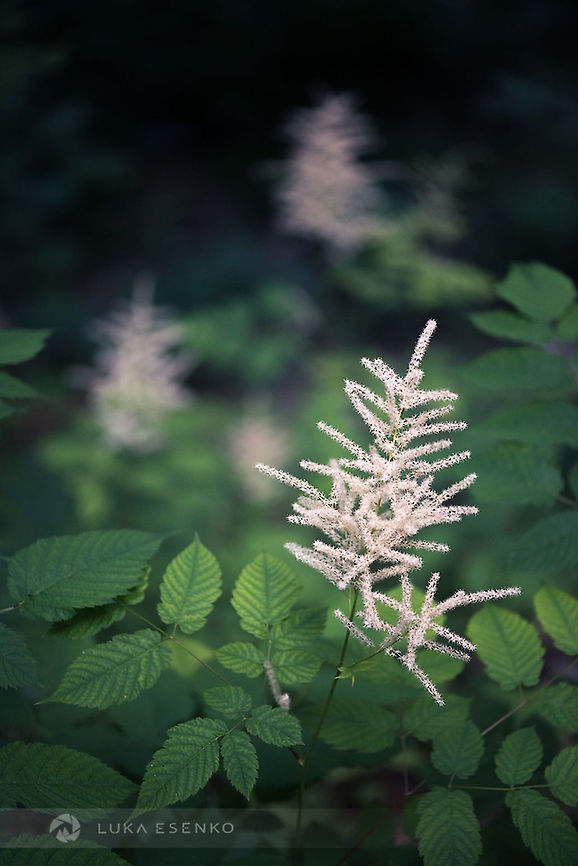 Triangle I noticed this unassuming flower because of the triangular shape that three plants were forming. This was captured at Plitvice Lakes national park in Croatia. Aruncus dioicus,Croatia,Geotagged,Goatsbeard