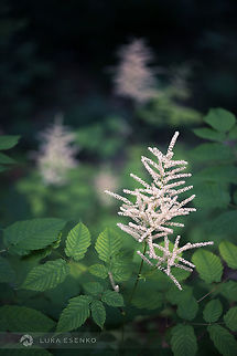Triangle I noticed this unassuming flower because of the triangular shape that three plants were forming. This was captured at Plitvice Lakes national park in Croatia. Aruncus dioicus,Croatia,Geotagged,Goatsbeard