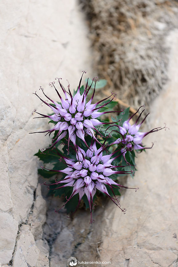 The Real Punk When I first encountered this flower I was in awe. Never seen something as unique as this in Slovenia. It is a very rare alpine flower and I only found it twice so far. Unfortunately this habitat is destroyed/inaccessible due to rock collapse.  Geotagged,Physoplexis,Physoplexis comosa,Slovenia
