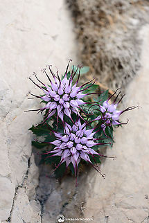 Tufted Horned Rampion