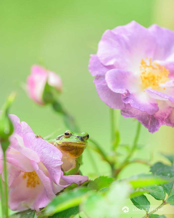 Peek-a-boo Another photo from my parents&#039; garden. This tree frog was very loud so it was easy to find. I photographed it in my mum&#039;s roses as I liked the colour combination :) European tree frog,Geotagged,Hyla arborea,Ljubljana,Slovenia,frog
