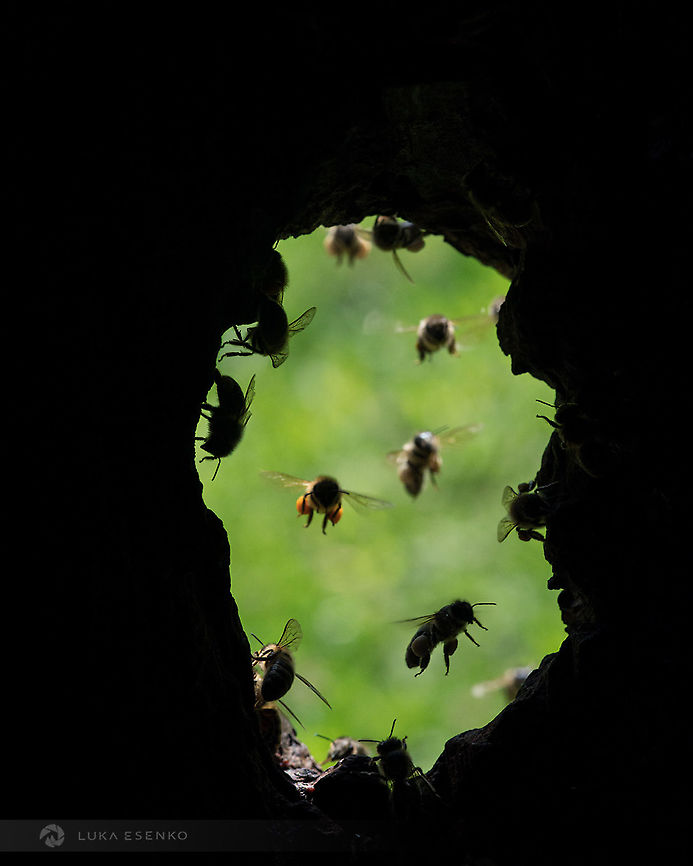 Flight Corridor This unique perspective was captured at my dad's garden. He is a lifetime beekeeper and educator and he holds traditional style of beehives in his apiary. For this photo we opened the hive from the back so I could photograph incoming bees. As a nice bonus I did not get stung :) Apis mellifera carnica,Carniolan bee,Geotagged,Slovenia