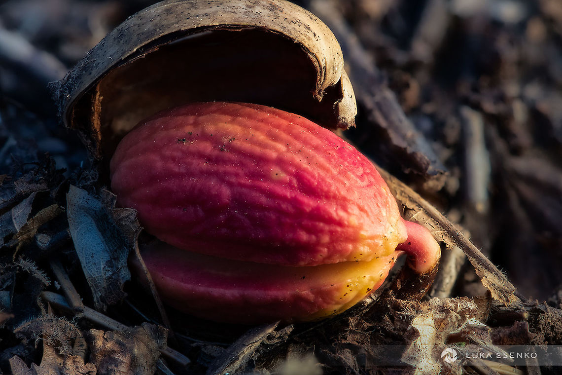 New Life An Oak tree acorn is sprouting from the ground. I noticed it because of its vibrant colour. So amazing to see a new life forming like this. English oak,Geotagged,Quercus robur,Slovenia