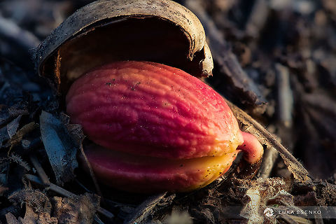 New Life An Oak tree acorn is sprouting from the ground. I noticed it because of its vibrant colour. So amazing to see a new life forming like this. English oak,Geotagged,Quercus robur,Slovenia