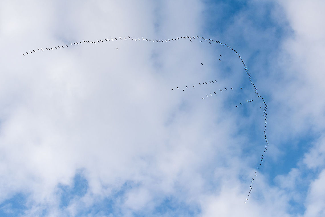 Migration A beautiful formation of common cranes flying back to Europe. It&#039;s amazing how you can hear them even if they are hundreds of metres above you! Common Crane,Geotagged,Grus grus,Slovenia
