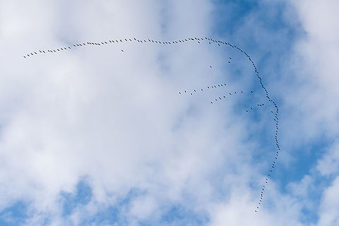 Migration A beautiful formation of common cranes flying back to Europe. It's amazing how you can hear them even if they are hundreds of metres above you! Common Crane,Geotagged,Grus grus,Slovenia