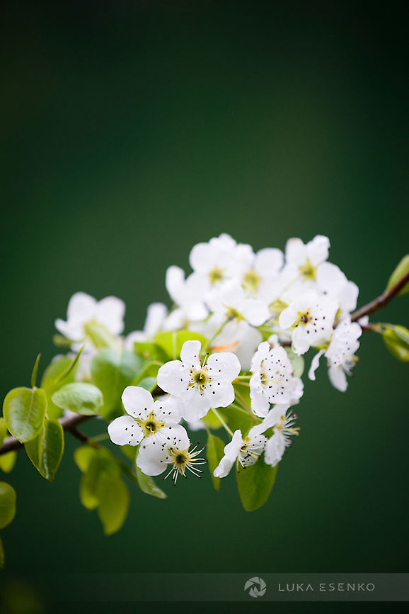 Forest apple tree in bloom I found this tiny tree in the middle of Biogradska Gora national park, Montenegro.  European crab apple,Geotagged,Malus sylvestris,Montenegro