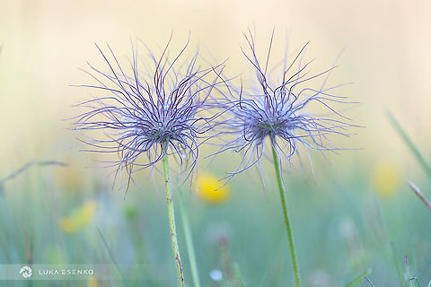 Pulsatilla montana duo This beautiful flower seems to live two lives. In early spring it is one of the first flowers to come out and is strikingly beautiful. Then in summer it turns into this messy hair mode that looks more like a rock star! Photographed in Dolomites, Italy. Geotagged,Italy,Pasque flower,Pulsatilla montana
