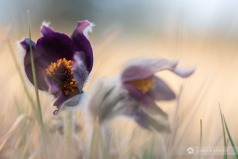 Pulsatilla montana This is the "prime" version of the pasque flower. Unlike the previous photo, this one is in full bloom. with amazing colours.. It has become a tradition that I go to photograph them in early spring. Geotagged,Pasque flower,Pulsatilla montana,Slovenia