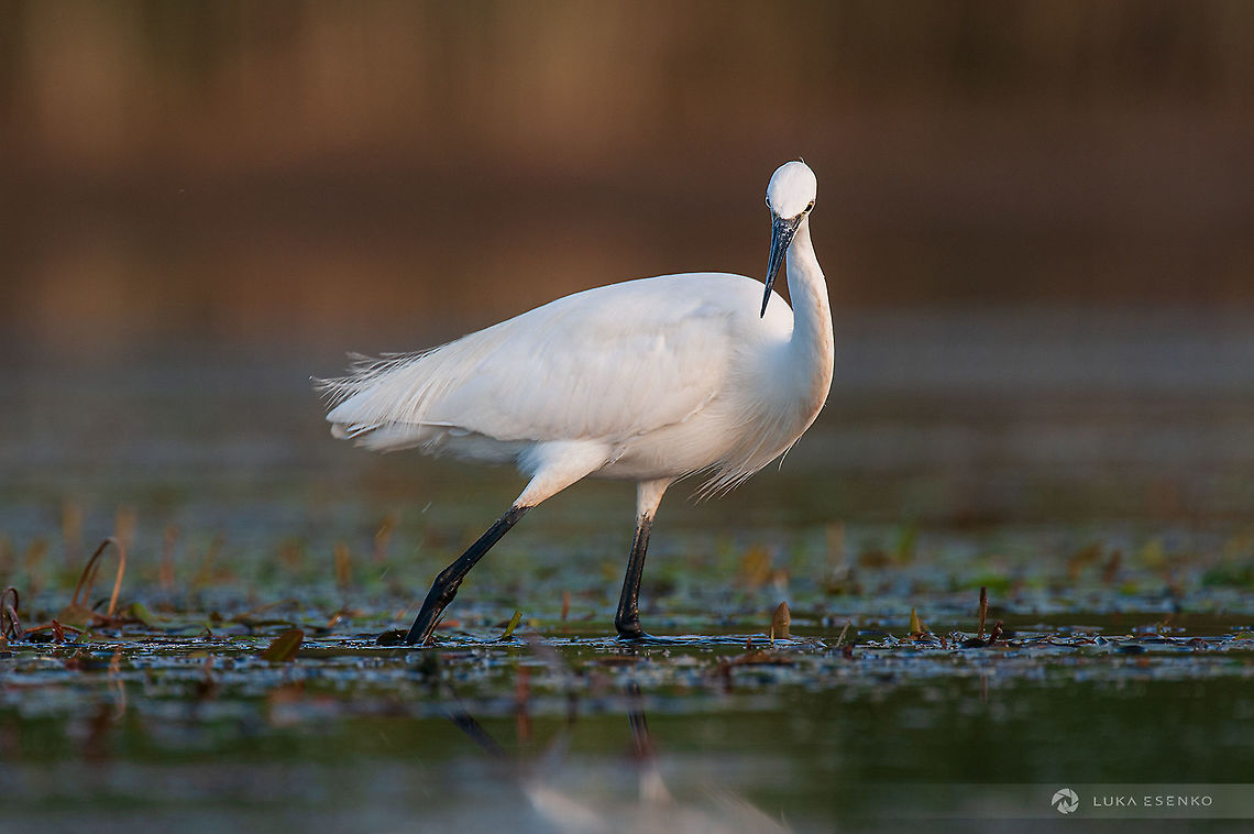 Little Egret of Lake Skadar This beautiful bird was photographed at Lake Skadar national park in Montenegro. It is a heaven for bird watching and with the help of a local fisherman I was able to photograph many bird species... Ardea alba,Egretta garzetta,Geotagged,Great egret,Little Egret,Montenegro