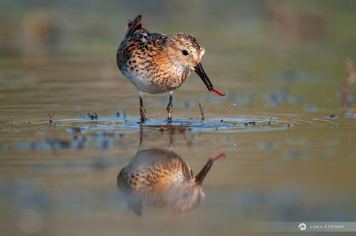 Lunchtime Not 100% sure I identified this little fellow correctly. This was photographed in July at Lake Skadar national park, Montenegro. Such a cute little bird! Calidris minuta,Geotagged,Little stint,Montenegro