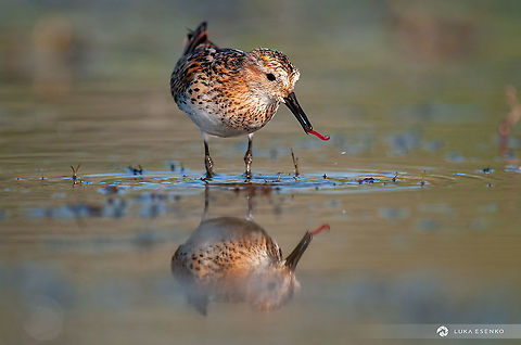 Lunchtime Not 100% sure I identified this little fellow correctly. This was photographed in July at Lake Skadar national park, Montenegro. Such a cute little bird! Calidris minuta,Geotagged,Little stint,Montenegro