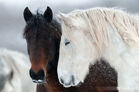 Affection Two wild horses showing affection. Bosnia-Herzegovina. There are hundreds of domestic horses that live in the wild and roam freely the Dinaric ranges near Livno town. These horses have been out in the wild for generations, thus wild animals. I plan to go back this summer to get some summer photos as well. Bosnia and Herzegovina,Domestic horse,Equus ferus,Equus ferus caballus,Geotagged,Wild horse