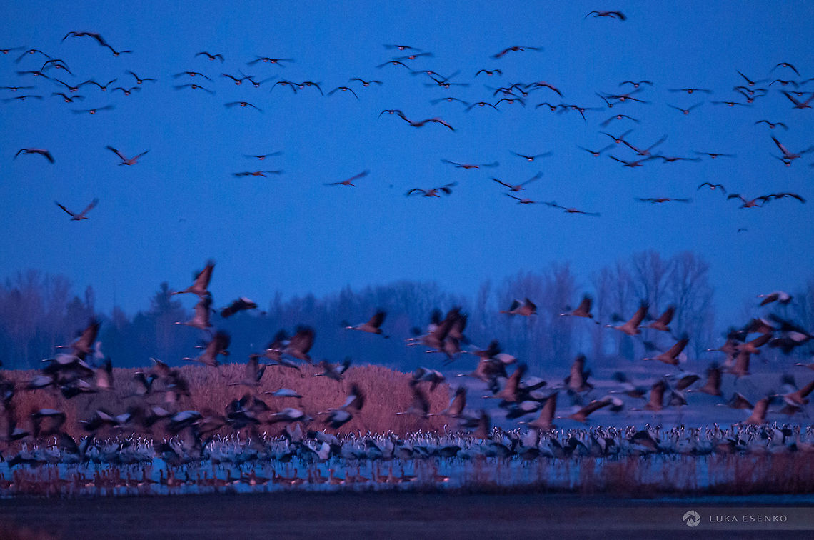 Magical Dawn One of the best experiences in my life was migration of Common cranes in Serbia. Each year they stop at Slano Kopovo reserve to rest and regain strength so they can continue towards Middle East and Africa. This time it was about 11k birds there. A smaller number - sometimes local birdwatchers estimate over 50k birds. We started to walk when it was still pitch black. We were about 2km away from the lake but we could already hear the noise. As we were approaching it got almost deafening - se could not talk - and we didn&#039;t want to raise attention either. We didn&#039;t want to get any closer not to disturb them. As soon as there was some ambient light they started to take off for feeding. group by group they disappeared in the sky. Later I realised there were also some duck and goose species there as well. We spend all morning there walking around and were surrounded by these birds. Also occasional harrier, buzzard and heron. Common Crane,Geotagged,Grus grus,Serbia