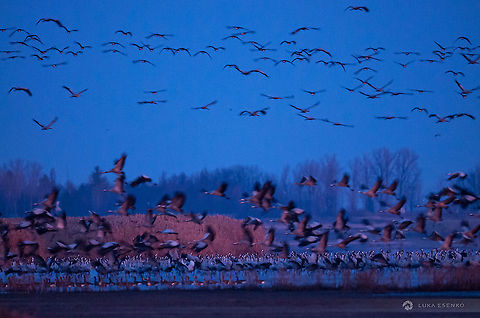 Magical Dawn One of the best experiences in my life was migration of Common cranes in Serbia. Each year they stop at Slano Kopovo reserve to rest and regain strength so they can continue towards Middle East and Africa. This time it was about 11k birds there. A smaller number - sometimes local birdwatchers estimate over 50k birds. We started to walk when it was still pitch black. We were about 2km away from the lake but we could already hear the noise. As we were approaching it got almost deafening - se could not talk - and we didn't want to raise attention either. We didn't want to get any closer not to disturb them. As soon as there was some ambient light they started to take off for feeding. group by group they disappeared in the sky. Later I realised there were also some duck and goose species there as well. We spend all morning there walking around and were surrounded by these birds. Also occasional harrier, buzzard and heron. Common Crane,Geotagged,Grus grus,Serbia