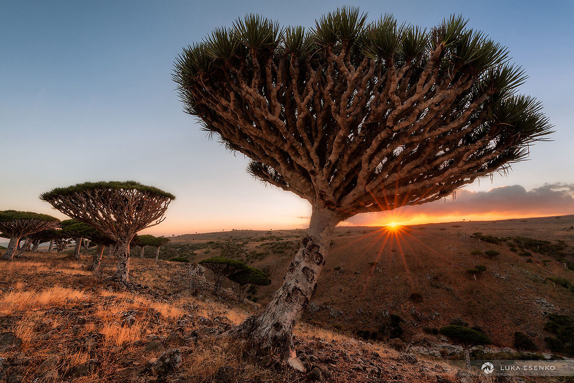 Dragon Blood Trees at Sunset From my first trip to Socotra island, Yemen. That was back in 2014. Can&#039;t wait to go back next January! Diksam,Dixsam plateau,Dracaena cinnabari,Dragon blood,Dragon blood tree,Geotagged,Socotra dragon tree,Yemen,arabian,arabian sea,archipelago,dicksam,diksum,indian ocean,plateau,socotra,soqotra,suqutra,travel,tree