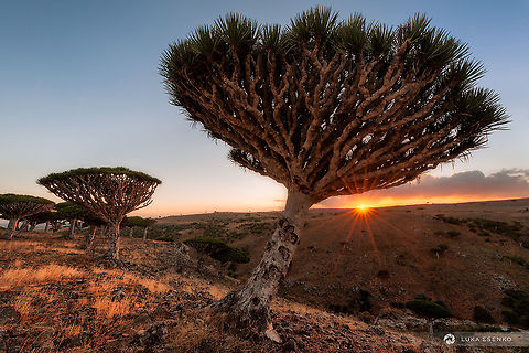 Dragon Blood Trees at Sunset From my first trip to Socotra island, Yemen. That was back in 2014. Can't wait to go back next January! Diksam,Dixsam plateau,Dracaena cinnabari,Dragon blood,Dragon blood tree,Geotagged,Socotra dragon tree,Yemen,arabian,arabian sea,archipelago,dicksam,diksum,indian ocean,plateau,socotra,soqotra,suqutra,travel,tree