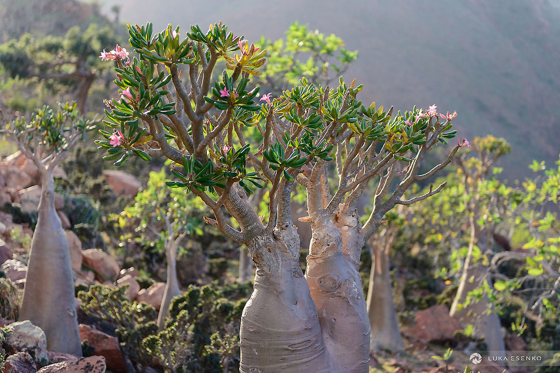 Blossoming Bottle trees These are also called Cucumber trees. They can be found all over the island. I was there in January so not the flowering season. Got lucky with this specimen - what a difference when there are colourful blossoms! Adenium obesum,Adenium obesum socotranum,Adenium obesum var socotranum,Desert rose,Geotagged,Socotra Desert Rose,Winter,Yemen,arabian,arabian sea,archipelago,bottle tree,indian ocean,socotra,soqotra,suqutra,travel,سُقُطْرَى