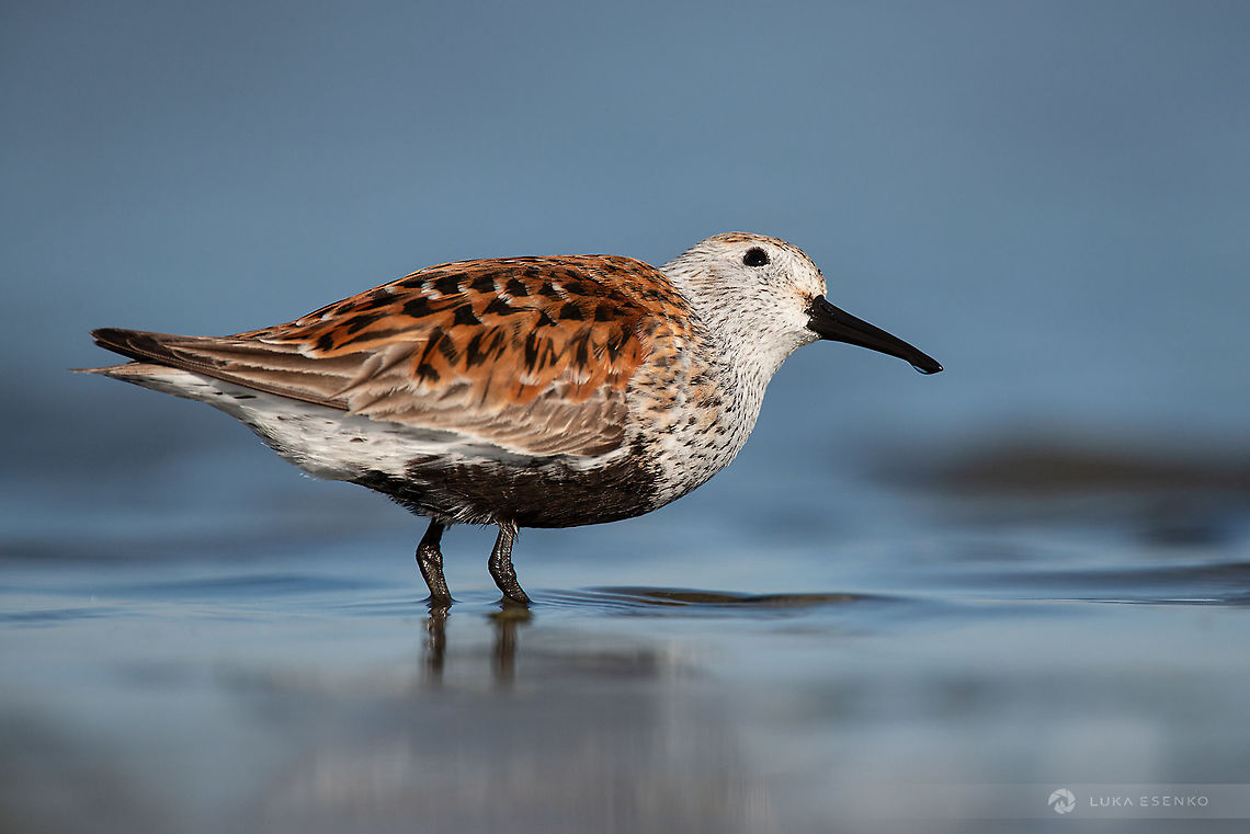 Danger from Above This little fellow was photographed in North Serbia at one of the numerous flatland lakes. I have hundreds of images of these little fellows, but I particularly like this one when he looked up in the sky for possible predators. Balkans,Birds,Calidris alpina,Dunlin,Geotagged,Serbia