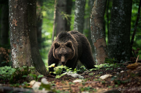 The Forest Spirit A young male brown bear in the forest of Slovenia. This is a late summer photo when he already got some winter reserves of fat. 
https://www.youtube.com/watch?v=-oSif56gESw Eurasian brown bear,Geotagged,Slovenia,Ursus arctos arctos