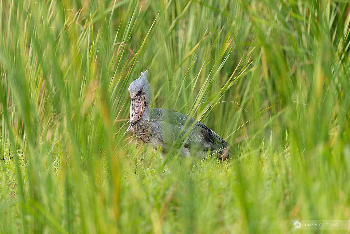 The Quirky Shoebill One of the most fascinating birds I've ever seen. When traveling Uganda, this bird was on top of my photo bucket. With my girlfriend we toured the country for a month and this bird was avoiding us wherever we went. Even Lake Victoria's swamps we couldn't see it. At the end we decided to travel to remote Lake Albert where they were more abundant. The four day trip paid off - we ended up with three encounters (among other bird life) and this is my favourite photo. Balaeniceps rex,Geotagged,Lake Albert,Shoebill,Uganda