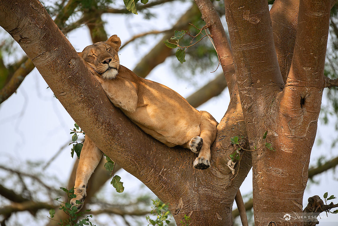 Tree climbing lions of Ishasha Uganda is not as popular safari destination as Kenya or Tanzania but it has its own treasures. One of the highlights was definitely the tree climbing lions (or better lionesses) of Ishasha. Ishasha is a sector of Queen Elizabeth national park in Uganda. Hard to believe, we were the only vehicle in this section of the park and it was high season in July. We even camped alone in a campsite on the bank of Ishasha river. That was a thrilling experience - a small backpacking tent and hyenas howling around us all night! Geotagged,Lion,Panthera leo,Uganda