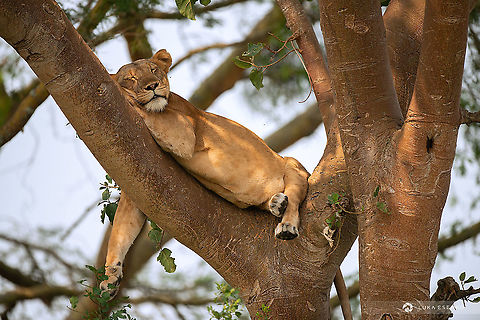 Tree climbing lions of Ishasha Uganda is not as popular safari destination as Kenya or Tanzania but it has its own treasures. One of the highlights was definitely the tree climbing lions (or better lionesses) of Ishasha. Ishasha is a sector of Queen Elizabeth national park in Uganda. Hard to believe, we were the only vehicle in this section of the park and it was high season in July. We even camped alone in a campsite on the bank of Ishasha river. That was a thrilling experience - a small backpacking tent and hyenas howling around us all night! Geotagged,Lion,Panthera leo,Uganda