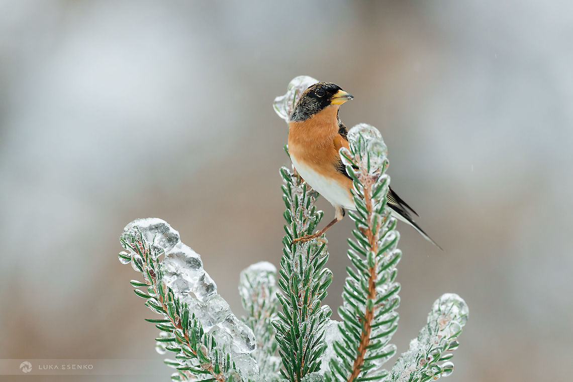 Winter visitor Bramblings are one of the most beautiful European birds. Here in Slovenia they are mostly winter visitors - sometimes in large flocks in hundreds of thousand birds - I only experienced this once. But individuals or smaller groups are quite common and easy to photograph on bird feeders. This one is standing on our Christmas tree that I put out in the garden after NY holidays:) Brambling,Fringilla montifringilla,Geotagged,Slovenia