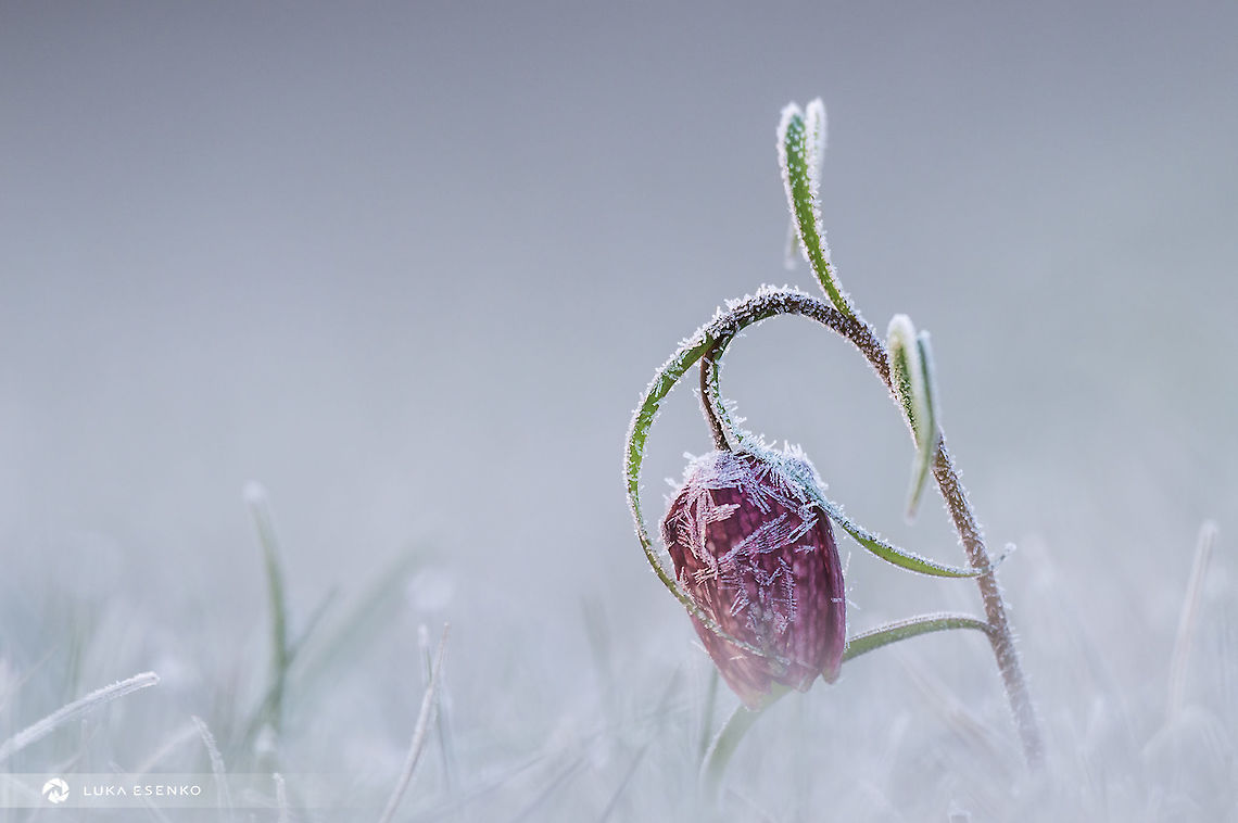 Frosty morning First Fritillaries have started to bloom! What a joy to watch them in nature... Fritillaria meleagris,Geotagged,Slovenia,Snakes Head Fritillary