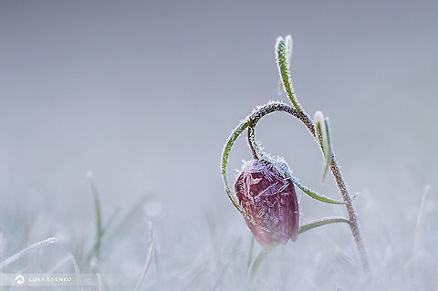 Frosty morning First Fritillaries have started to bloom! What a joy to watch them in nature... Fritillaria meleagris,Geotagged,Slovenia,Snakes Head Fritillary
