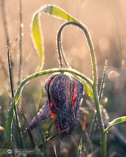 Frost bent Have to share one more fritillary :) This one is from my recent trip to Ljubljana marshes when it was about -6C. A little bit too cold for this fellow, I believe frost has damaged it a bit - see the brownish part on the front. 

I also created a vlog about photographing spring flowers: https://www.youtube.com/watch?v=ALMNcBLVFrE
 Fritillaria meleagris,Geotagged,Ljubljana,Slovenia,Snakes Head Fritillary