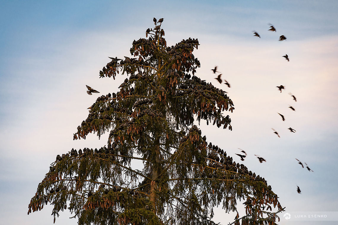 Returning home... A flock of common starlings gathering on a spruce tree in the evening. This is a view from my office window. I snapped the shot, downloaded and edited all within couple of minutes :) Common Starling,Geotagged,Slovenia,Sturnus vulgaris