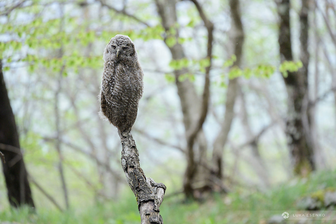 Juvenile Ural Owl A surprise encounter when I was hiking with my son in SE Slovenia. We scared off mama, this is why we paid attention and looked for babies. We found this one, perched on a dead branch. My 7-year old son was totally stoked :) Geotagged,Slovenia,Strix uralensis,Ural Owl,hiking,kolpa,kočevsko,nature,slovenia,spring