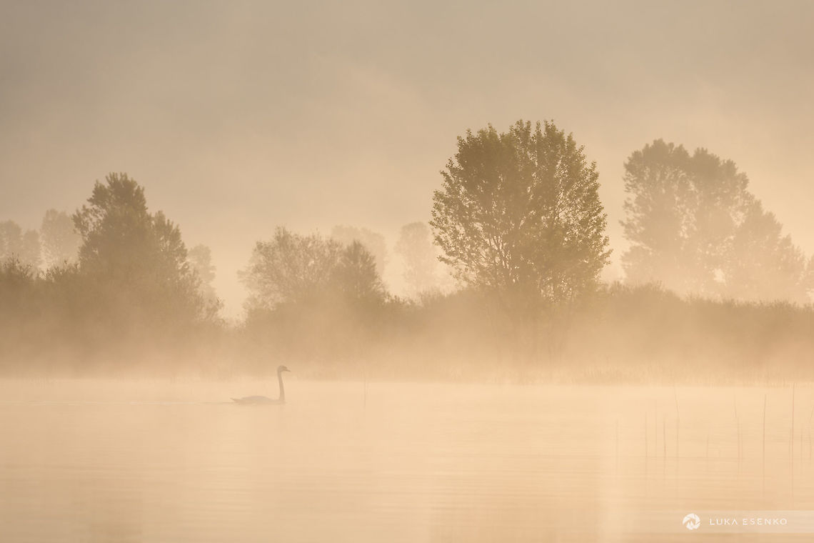 Misty morning Yesterday I woke up at 3.30AM to go kayaking on Lake Cerknica. Besides amazing atmosphere and light conditions, this mute swan was one of the highlights. Cygnus olor,Geotagged,Mute swan,Slovenia,cerknica,lake,mute swan,slovenia,swan