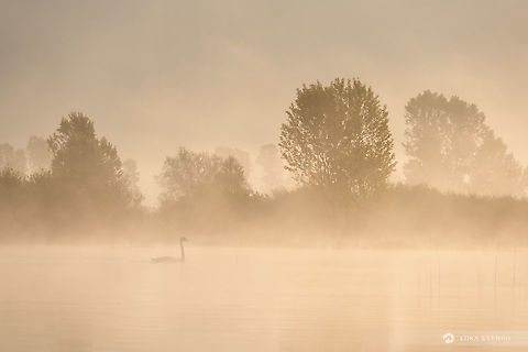 Misty morning Yesterday I woke up at 3.30AM to go kayaking on Lake Cerknica. Besides amazing atmosphere and light conditions, this mute swan was one of the highlights. Cygnus olor,Geotagged,Mute swan,Slovenia,cerknica,lake,mute swan,slovenia,swan