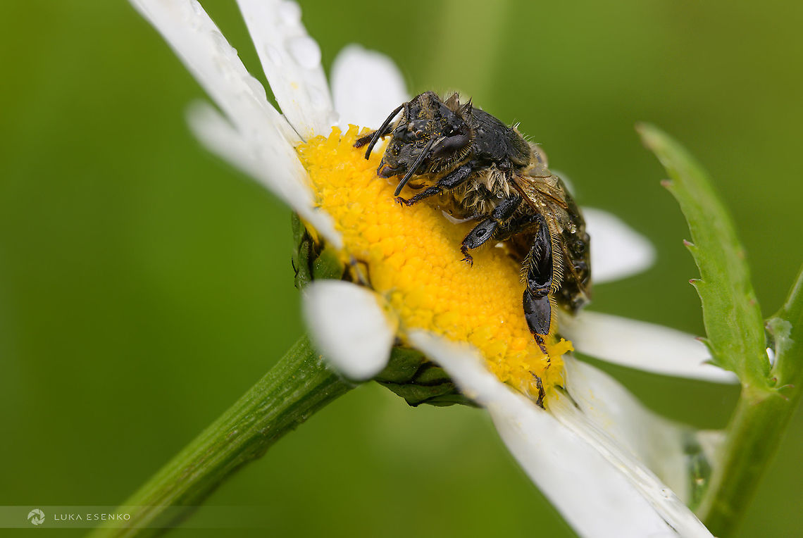 Carniolan bee I found this wet honey bee in my home garden. We have daisies all over the meadow and we don't lawn it until they drop their seeds for the next generation. Apis mellifera carnica,Carniolan bee,Daisy,Geotagged,Slovenia,bee,honey bee,macro,slovenia